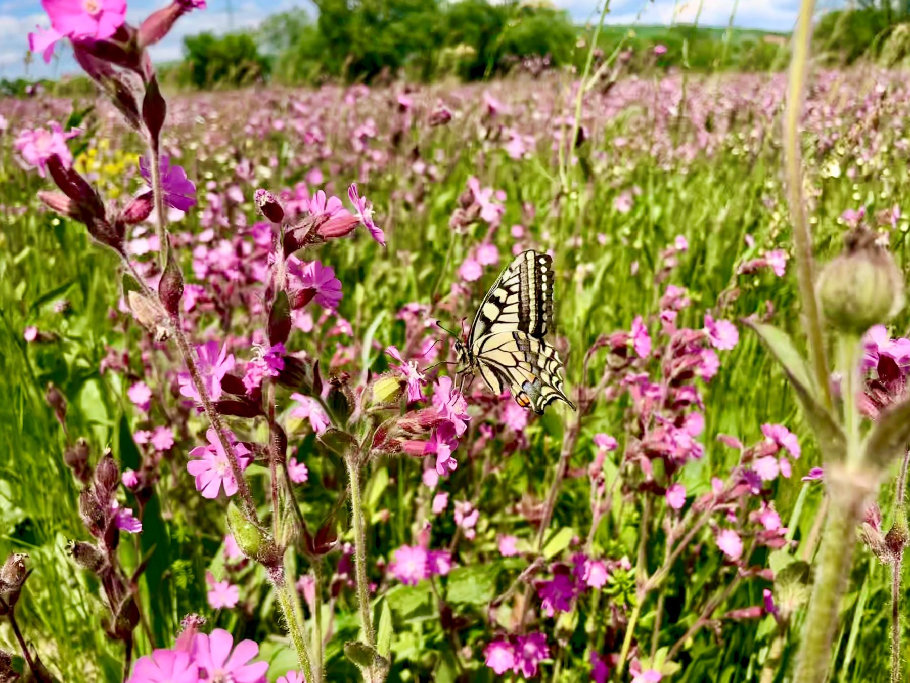 Blühende Wiese mit Schwalbenschwanz